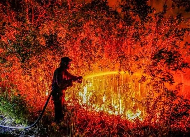 Nuim Khaiyath Kritik Tata Kelola Hutan Indonesia di Tengah Ancaman Kabut Asap Lintas Negara